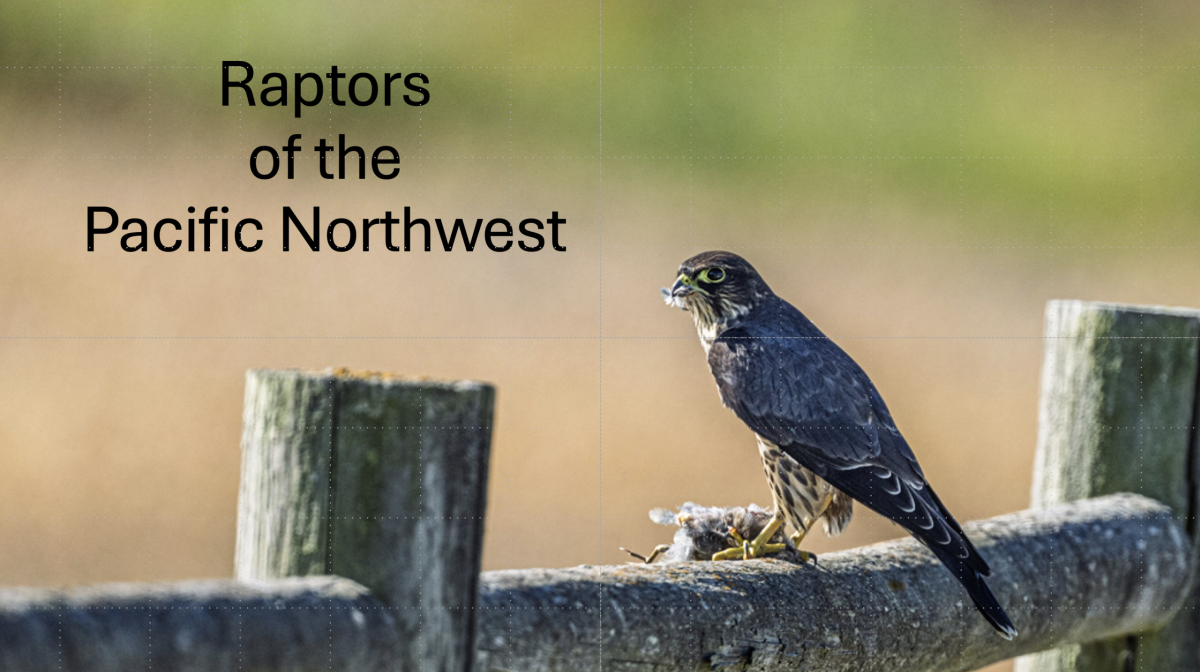Raptors of the Pacific Northwest